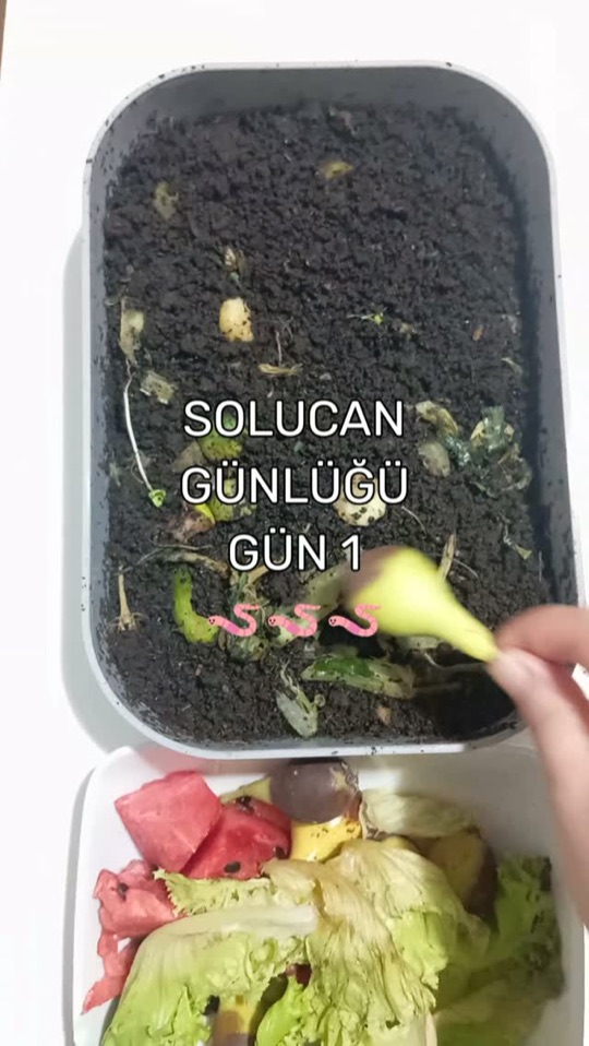 Solucan kompostu kutusu ve yanında mutfak artıkları